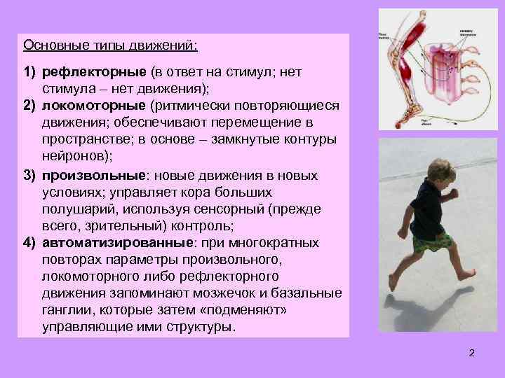 Основные типы движений: 1) рефлекторные (в ответ на стимул; нет стимула – нет движения);