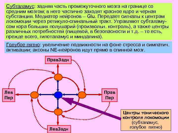 Субталамус: задняя часть промежуточного мозга на границе со средним мозгом; в него частично заходят