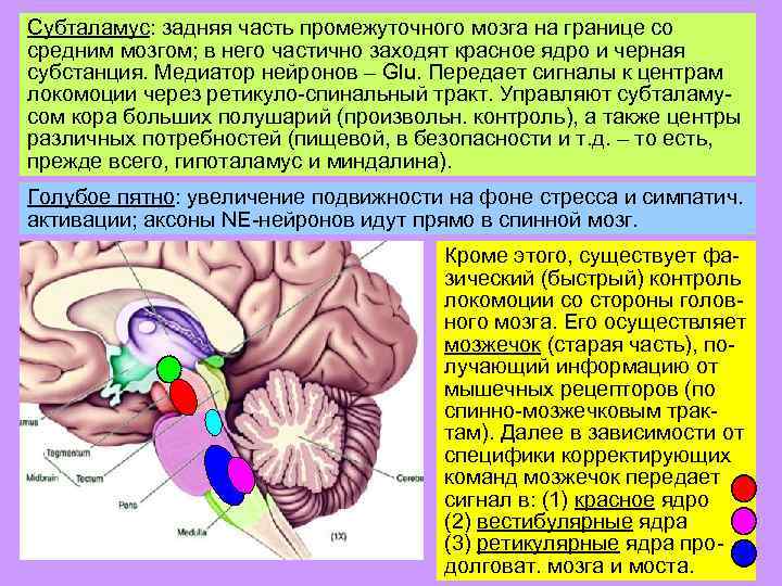 Субталамус: задняя часть промежуточного мозга на границе со средним мозгом; в него частично заходят