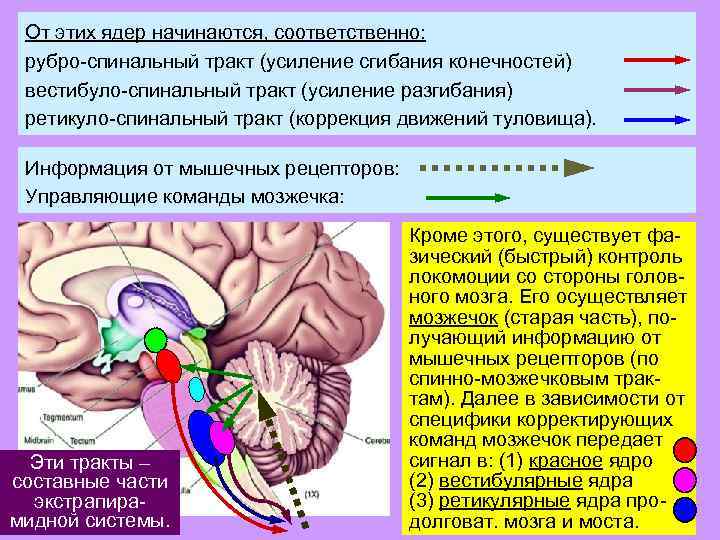 От этих ядер начинаются, соответственно: рубро-спинальный тракт (усиление сгибания конечностей) вестибуло-спинальный тракт (усиление разгибания)