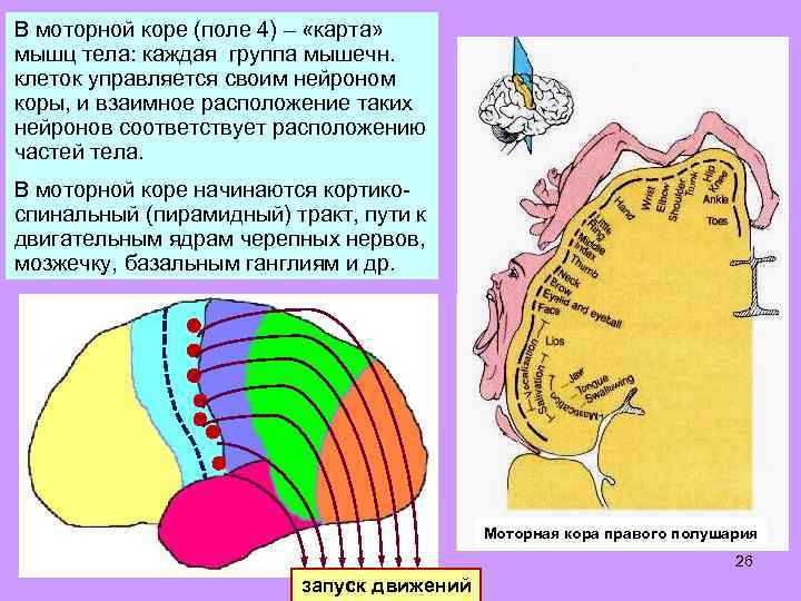 В моторной коре (поле 4) – «карта» мышц тела: каждая группа мышечн. клеток управляется