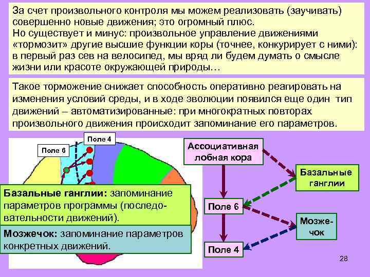 За счет произвольного контроля мы можем реализовать (заучивать) совершенно новые движения; это огромный плюс.