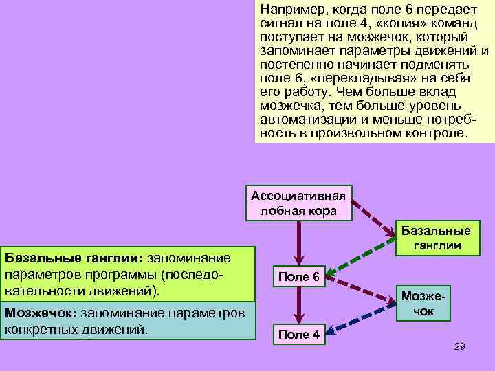 Например, когда поле 6 передает сигнал на поле 4, «копия» команд поступает на мозжечок,