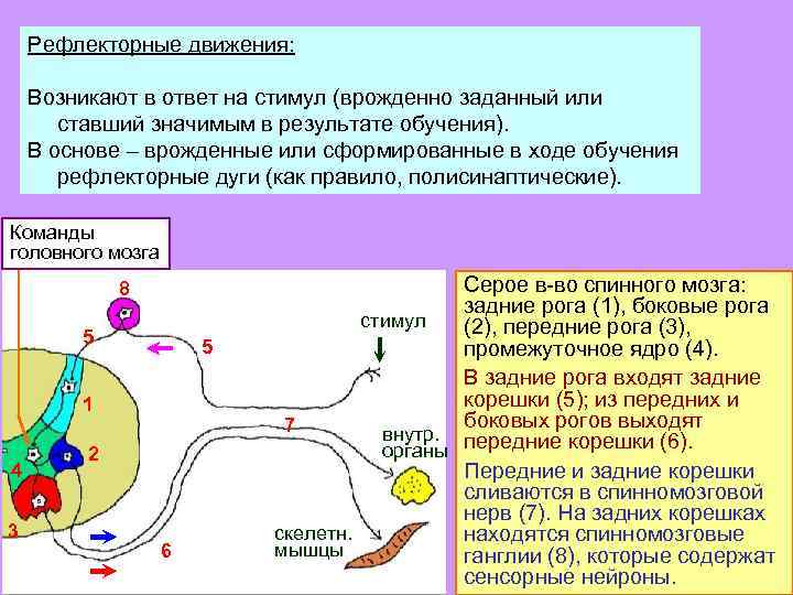 Рефлекторные движения: Возникают в ответ на стимул (врожденно заданный или ставший значимым в результате