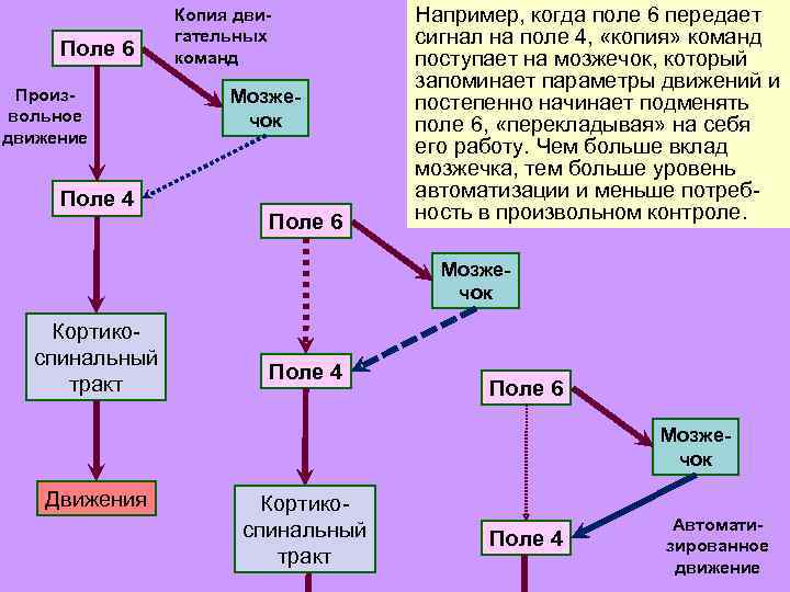 Поле 6 Произвольное движение Поле 4 Копия двигательных команд Мозжечок Поле 6 Например, когда