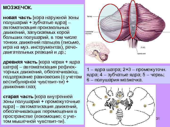 МОЗЖЕЧОК. новая часть [кора наружной зоны полушарий + зубчатые ядра] – автоматизация произвольных движений,