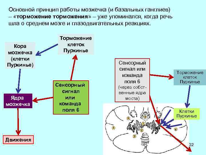 Взаимодействие нейронов