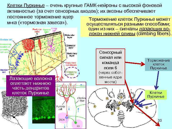 Клетки отвечающие. Клетки Пуркинье в мозжечке функция. Нейроны Пуркинье. Клетки Пуркинье функции. Клетки Пуркинье строение.