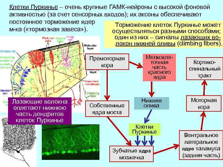 Клетки Пуркинье – очень крупные ГАМК-нейроны с высокой фоновой активностью (за счет сенсорных входов);