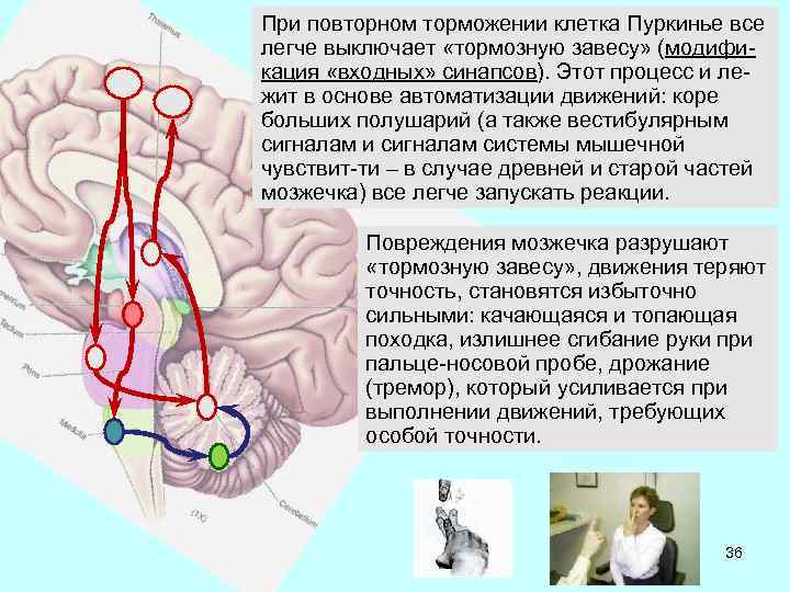 При повторном торможении клетка Пуркинье все легче выключает «тормозную завесу» (модификация «входных» синапсов). Этот