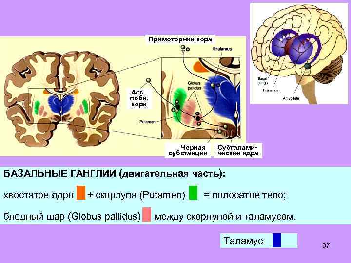 Премоторная кора Асс. лобн. кора Черная субстанция Субталамические ядра БАЗАЛЬНЫЕ ГАНГЛИИ (двигательная часть): хвостатое