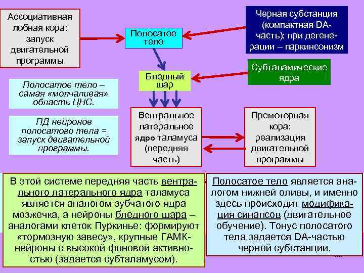 Ассоциативная лобная кора: запуск двигательной программы Полосатое тело – самая «молчаливая» область ЦНС. ПД