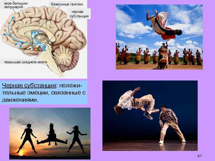 кора больших полушарий базальные ганглии черная субстанция покрышка среднего мозга Черная субстанция: положительные эмоции,