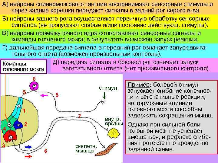 А) нейроны спинномозгового ганглия воспринимают сенсорные стимулы и через задние корешки передают сигналы в