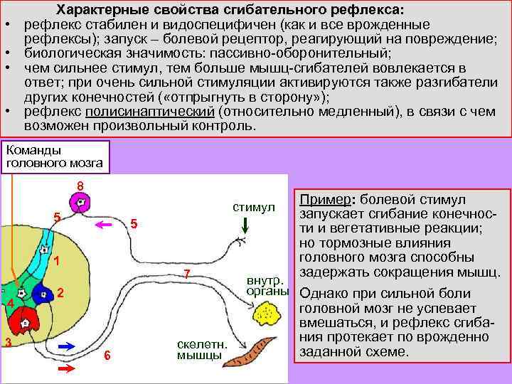  • • Характерные свойства сгибательного рефлекса: рефлекс стабилен и видоспецифичен (как и все