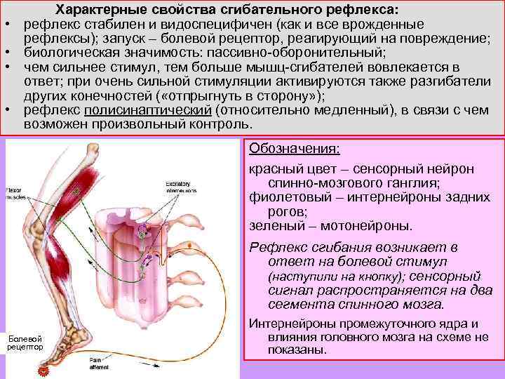  • • Характерные свойства сгибательного рефлекса: рефлекс стабилен и видоспецифичен (как и все
