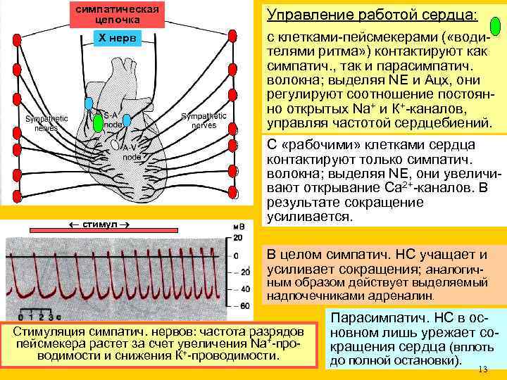 симпатическая цепочка Х нерв стимул Управление работой сердца: с клетками-пейсмекерами ( «водителями ритма» )