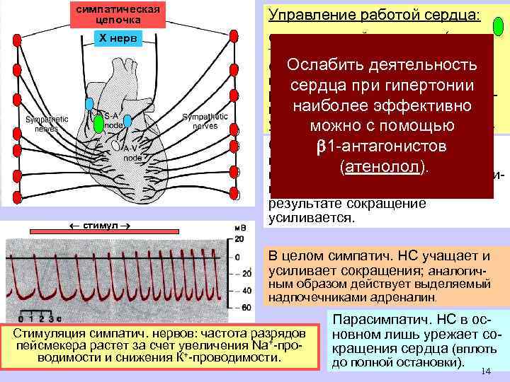 симпатическая цепочка Х нерв стимул Управление работой сердца: с клетками-пейсмекерами ( «водителями ритма» )