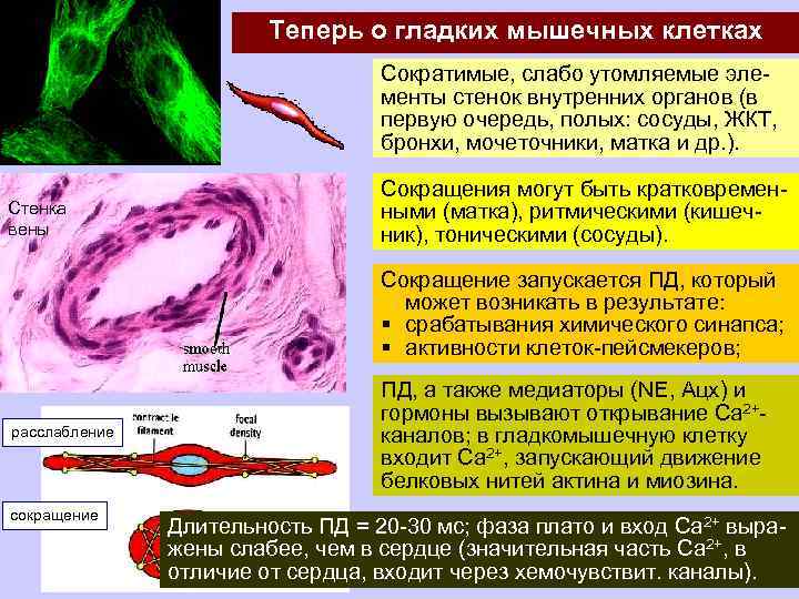 Теперь о гладких мышечных клетках Сократимые, слабо утомляемые элементы стенок внутренних органов (в первую