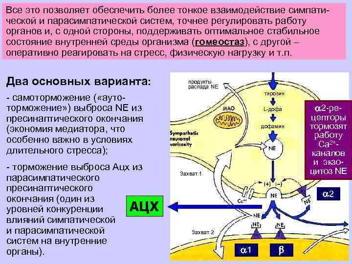 Все это позволяет обеспечить более тонкое взаимодействие симпатической и парасимпатической систем, точнее регулировать работу