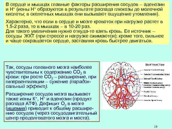 В сердце и мышцах главные факторы расширения сосудов – аденозин и Н+ (ионы Н+