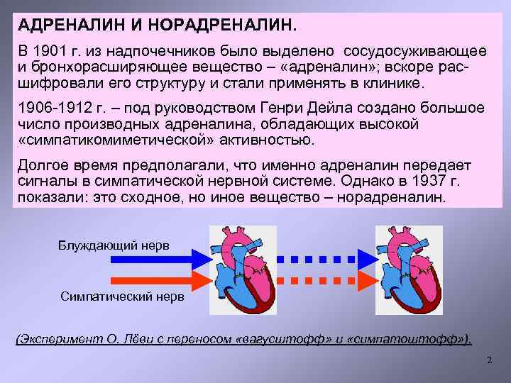 АДРЕНАЛИН И НОРАДРЕНАЛИН. В 1901 г. из надпочечников было выделено сосудосуживающее и бронхорасширяющее вещество