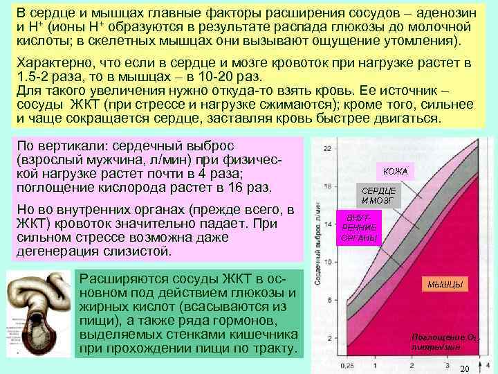 В сердце и мышцах главные факторы расширения сосудов – аденозин и Н+ (ионы Н+