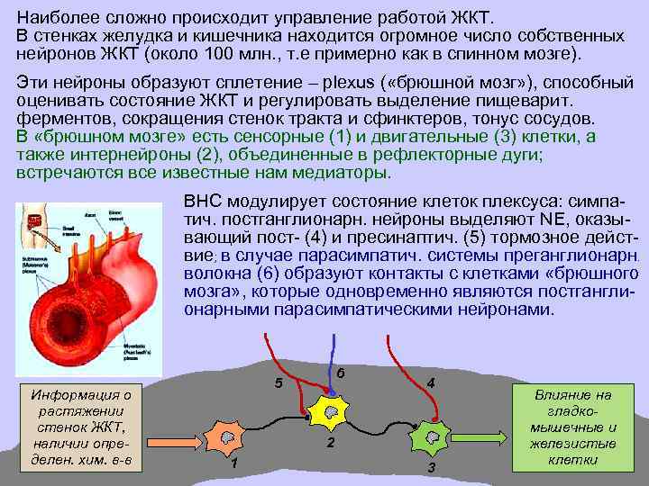 Наиболее сложно происходит управление работой ЖКТ. В стенках желудка и кишечника находится огромное число