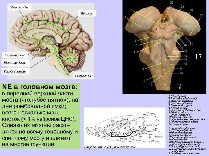 Кора б. п/ш Таламус 17 Гипоталамус Височная доля Голубое пятно Мозжечок NE в головном