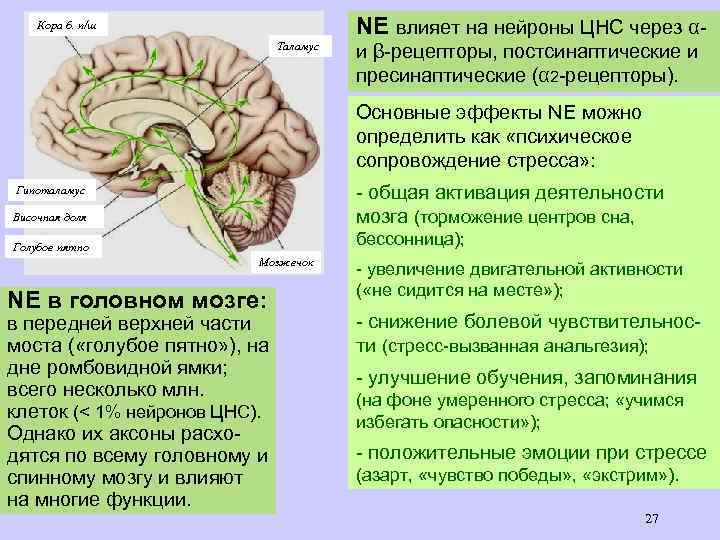 NE влияет на нейроны ЦНС через α- Кора б. п/ш Таламус и β-рецепторы, постсинаптические