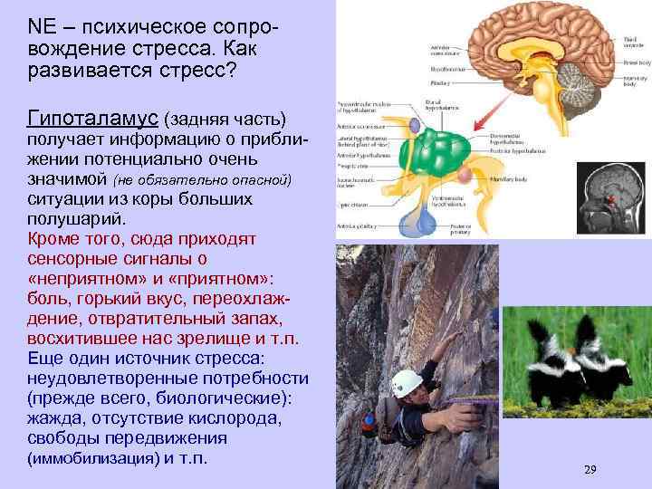 NE – психическое сопровождение стресса. Как развивается стресс? Гипоталамус (задняя часть) получает информацию о