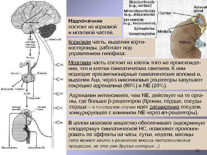 Надпочечник состоит из корковой и мозговой частей. Корковая часть, выделяя кортикостероиды, работает под управлением