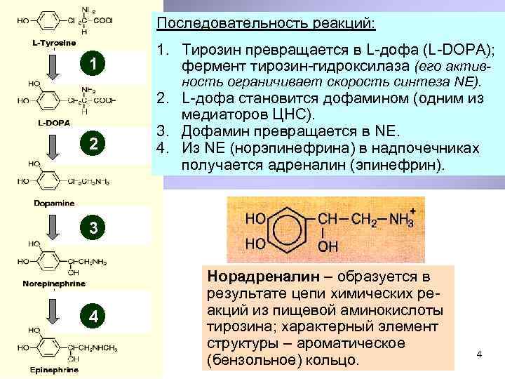 Последовательность реакций: 1 1. Тирозин превращается в L-дофа (L-DOPA); фермент тирозин-гидроксилаза (его активность ограничивает