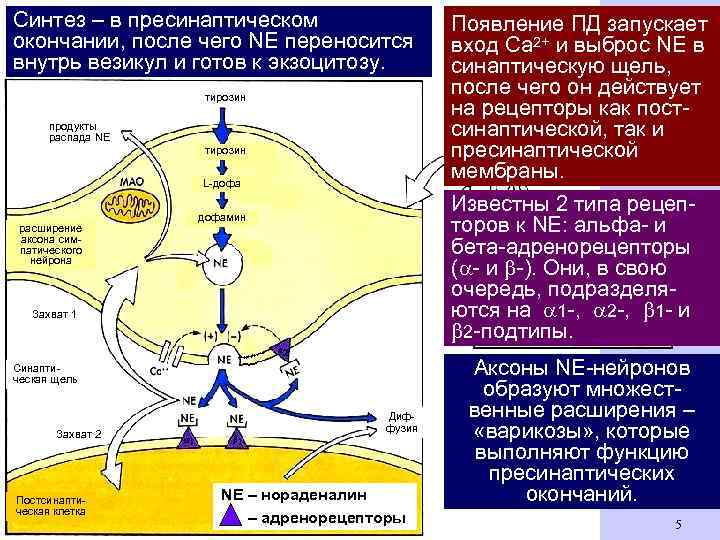 Синтез – в пресинаптическом окончании, после чего NЕ переносится внутрь везикул и готов к