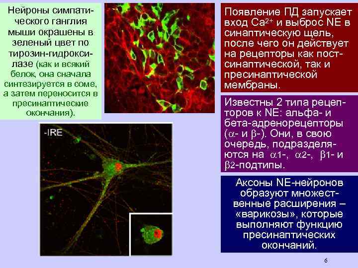 Нейроны симпатического ганглия мыши окрашены в зеленый цвет по тирозин-гидроксилазе (как и всякий белок,