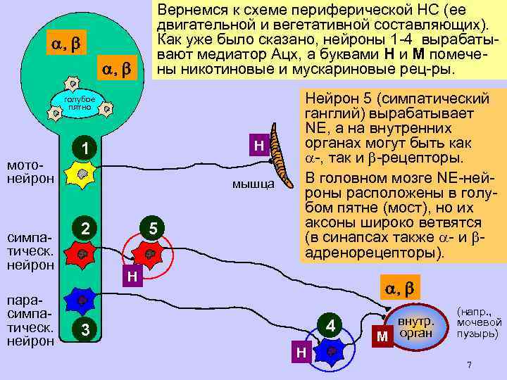  Вернемся к схеме периферической НС (ее двигательной и вегетативной составляющих). Как уже было