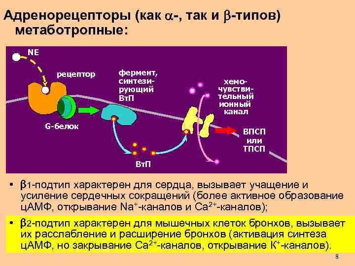 Адренорецепторы (как -, так и -типов) метаботропные: NЕ медиатор рецептор G-белок фермент, синтезирующий Вт.