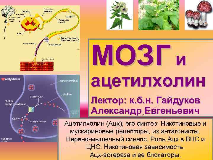 МОЗГ и ацетилхолин Лектор: к. б. н. Гайдуков Александр Евгеньевич Ацетилхолин (Ацх), его синтез.