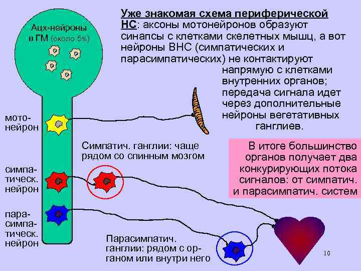 Ацх-нейроны в ГМ (около 5%) мотонейрон Уже знакомая схема периферической НС: аксоны мотонейронов образуют