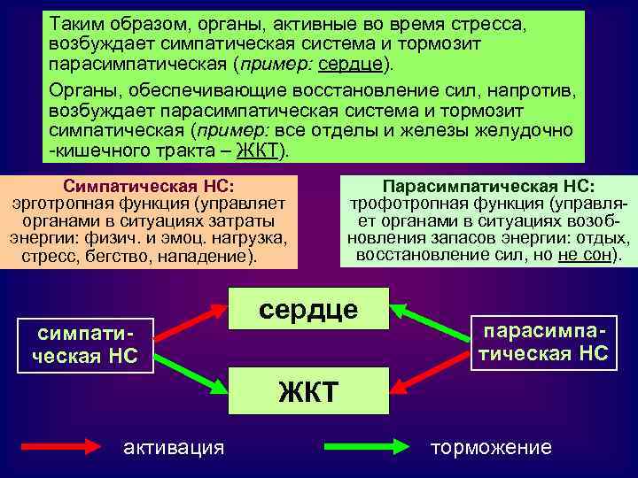 Таким образом, органы, активные во время стресса, возбуждает симпатическая система и тормозит парасимпатическая (пример: