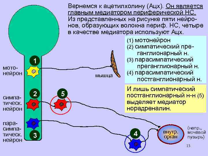 Вернемся к ацетилхолину (Ацх). Он является главным медиатором периферической НС. Из представленных на рисунке