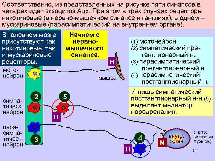 Соответственно, из представленных на рисунке пяти синапсов в четырех идет экзоцитоз Ацх. При этом