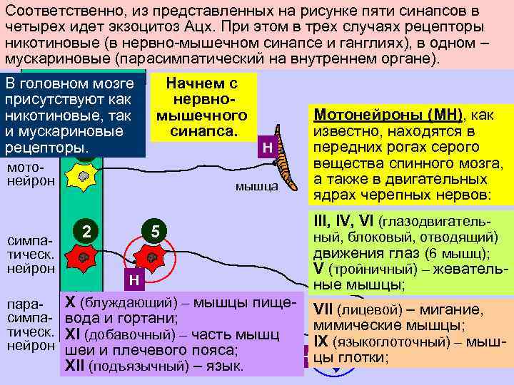 Соответственно, из представленных на рисунке пяти синапсов в четырех идет экзоцитоз Ацх. При этом