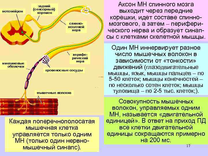 мотонейрон задний (сенсорный) корешок спинномозговой нерв миелиновые оболочки периферический нерв кровеносные сосуды мышечные волокна