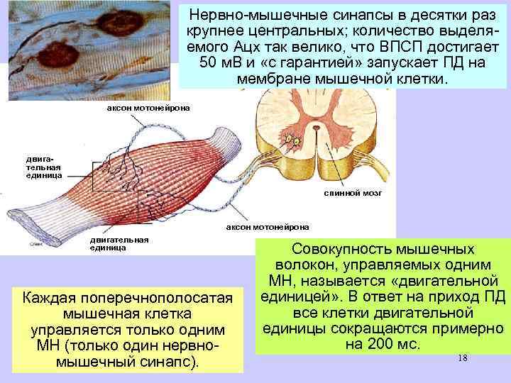 Нервно-мышечные синапсы в десятки раз крупнее центральных; количество выделяемого Ацх так велико, что ВПСП