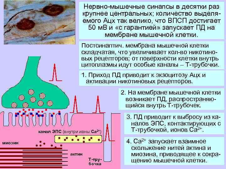 Нервно-мышечные синапсы в десятки раз крупнее центральных; количество выделяемого Ацх так велико, что ВПСП