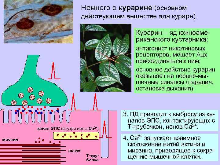 Немного о курарине (основном действующем веществе яда кураре). Курарин – яд южноамериканского кустарника; антагонист