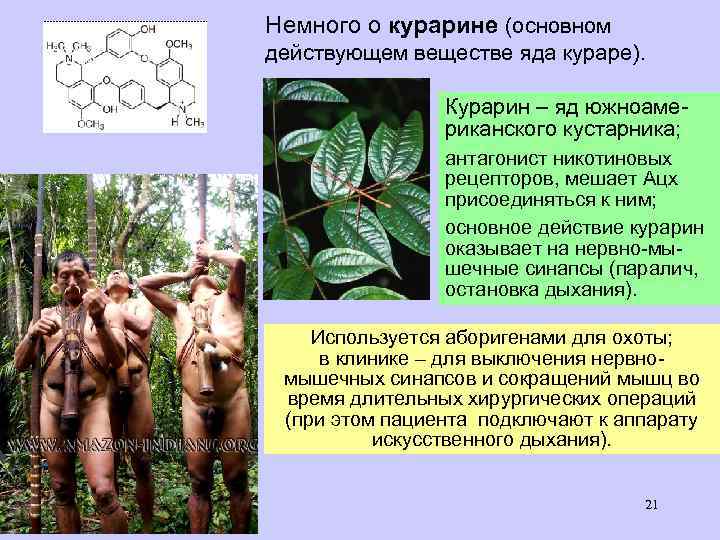 Немного о курарине (основном действующем веществе яда кураре). Курарин – яд южноамериканского кустарника; антагонист