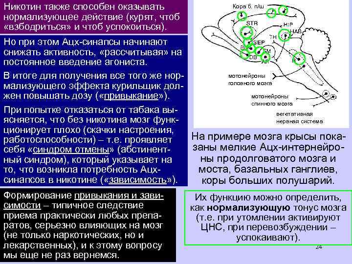 Никотин при табакокурении практитакже способен оказывать чески не влияет на нервно-мышечнормализующее действие (курят, чтоб