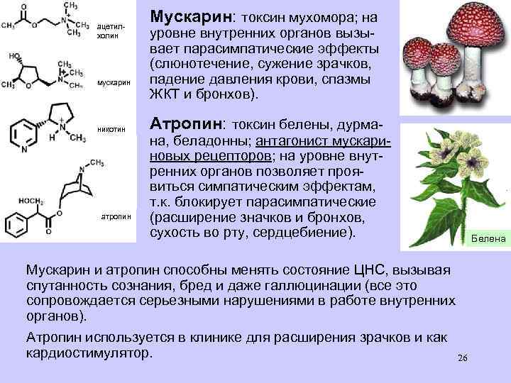 ацетилхолин мускарин никотин атропин Мускарин: токсин мухомора; на уровне внутренних органов вызывает парасимпатические эффекты